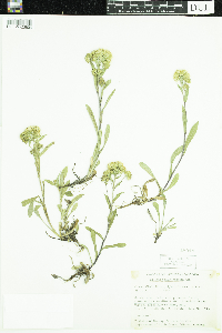 Solidago multiradiata image