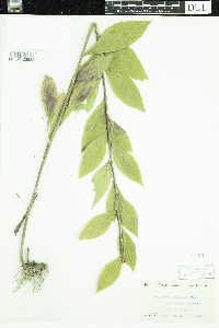 Solidago ulmifolia image