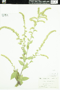 Solidago ulmifolia image