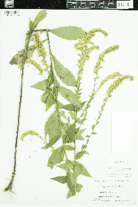 Solidago ulmifolia image