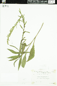 Solidago uliginosa image