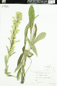 Solidago uliginosa image