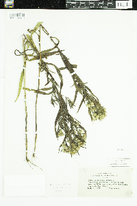 Symphyotrichum praealtum var. praealtum image