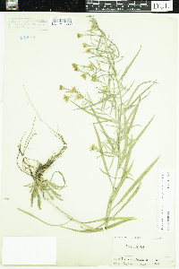 Symphyotrichum pilosum var. pringlei image
