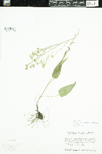Symphyotrichum oolentangiense image