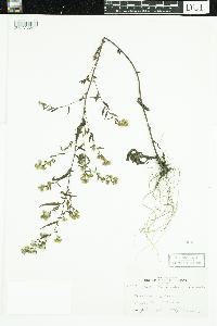 Symphyotrichum lateriflorum image
