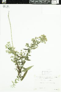 Symphyotrichum lateriflorum image