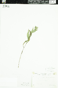 Symphyotrichum lateriflorum image