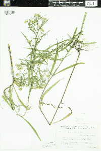 Symphyotrichum lanceolatum image