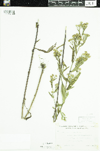 Symphyotrichum lanceolatum var. lanceolatum image