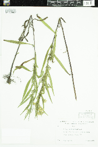 Symphyotrichum lanceolatum image