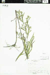 Symphyotrichum lanceolatum var. interior image