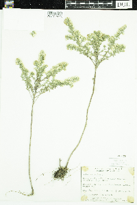 Symphyotrichum ericoides image