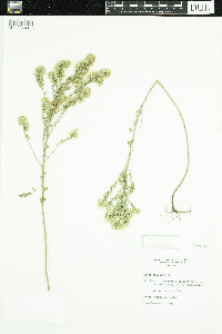 Symphyotrichum ericoides image