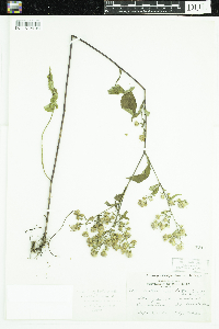 Symphyotrichum cordifolium image