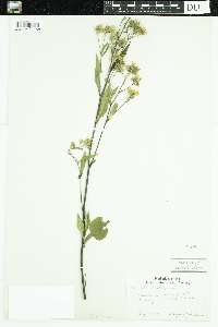 Symphyotrichum ciliolatum image