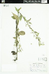 Symphyotrichum ciliolatum image