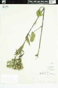 Symphyotrichum ciliolatum image