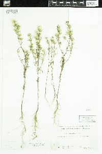 Symphyotrichum ciliatum image