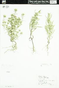 Symphyotrichum ciliatum image