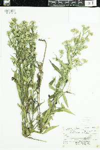 Symphyotrichum ciliolatum image