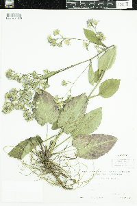 Symphyotrichum ciliolatum image