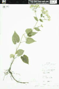 Symphyotrichum ciliolatum image