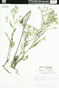 Symphyotrichum ciliolatum image