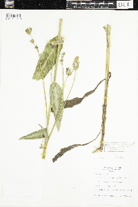 Sonchus arvensis image