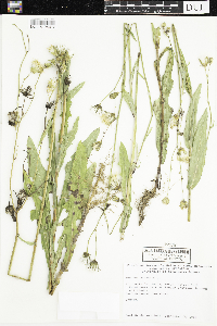 Sonchus arvensis image