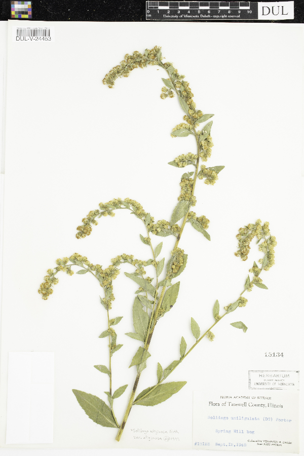 Solidago uliginosa var. uliginosa image