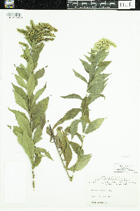 Solidago rugosa image