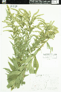 Solidago rugosa image