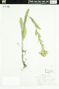 Solidago rigida image