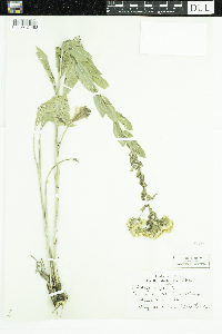 Solidago rigida image