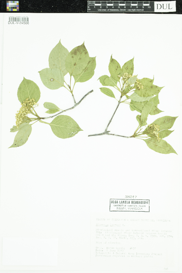 Viburnum lentago image