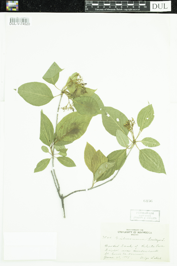 Viburnum lentago image