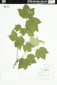 Viburnum acerifolium image