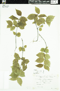Viburnum rafinesquianum image