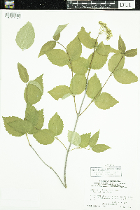 Viburnum rafinesquianum var. rafinesquianum image
