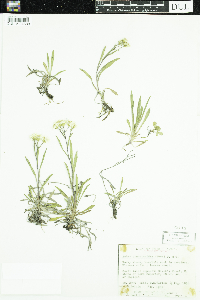 Solidago ptarmicoides image