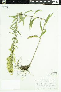 Solidago nemoralis image