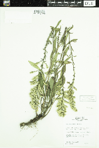 Solidago nemoralis image