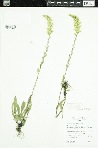 Solidago nemoralis image