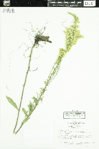 Solidago nemoralis image