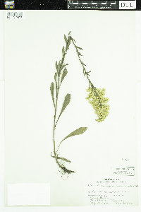 Solidago nemoralis image