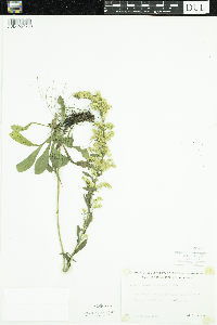 Solidago nemoralis image