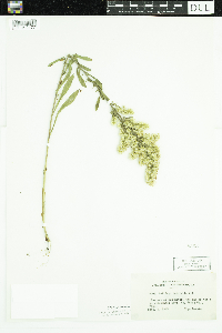 Solidago nemoralis image