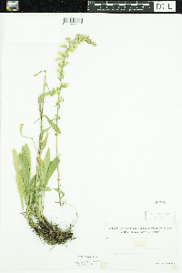 Solidago nemoralis image