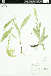 Solidago missouriensis image